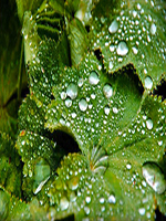 Raindrop Prelude